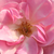 Rose - Rosiers floribunda - Mevrouw Nathalie Nypels